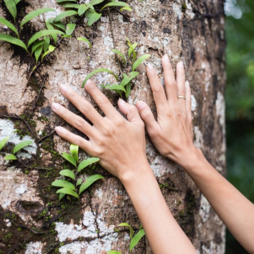 Árbol Sanador1 en AstrosyTarot con Aiyanna